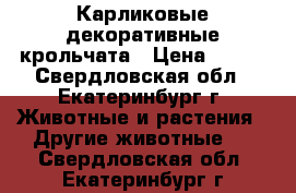 Карликовые декоративные крольчата › Цена ­ 900 - Свердловская обл., Екатеринбург г. Животные и растения » Другие животные   . Свердловская обл.,Екатеринбург г.